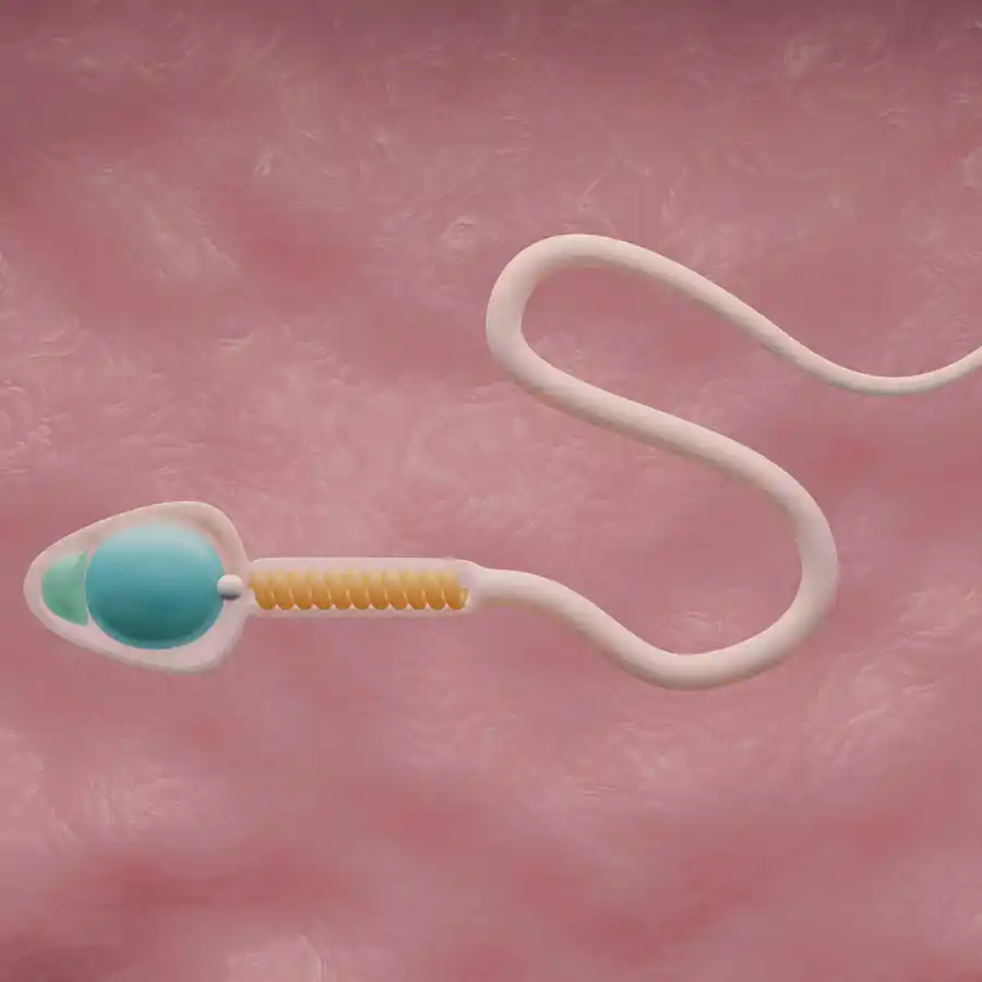 MORFOLOGÍA ESPERMÁTICA CON CRITERIO ESTRICTO DE KRUGER